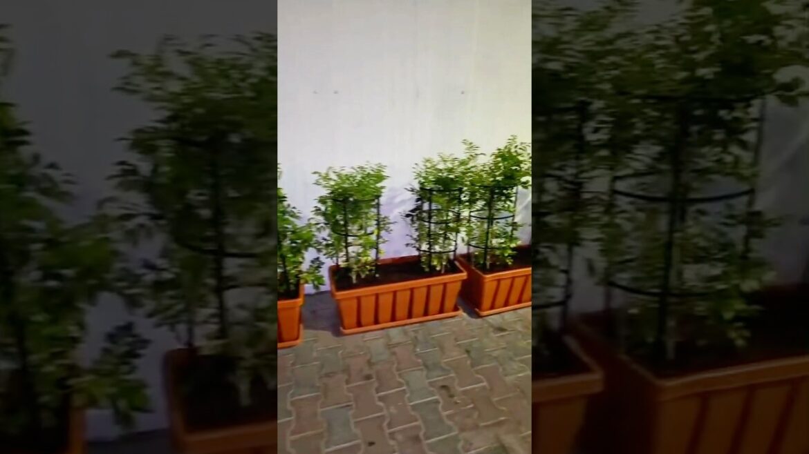 Rectangle Planter Pot – Stylish & Durable for Home & Garden #shortsfeed #garden #plants #plantpots Rectangle Planter Pot – Stylish & Durable for Home & Garden #shortsfeed #garden #plants #plantpots