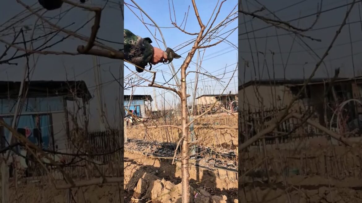 Winter Pruning Tips for Stronger Fruit Trees 🌳✂️#TreePruning #FruitTrees #OrchardCare #WinterPruning Winter Pruning Tips for Stronger Fruit Trees 🌳✂️#TreePruning #FruitTrees #OrchardCare #WinterPruning