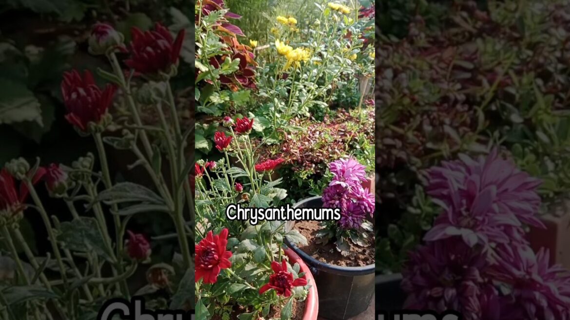 CHRYSANTHEMUMS ARE BLOOMING AGAIN 🌸😍#chrysanthemumflowers #chrysanthemum #chrysanthemumcare