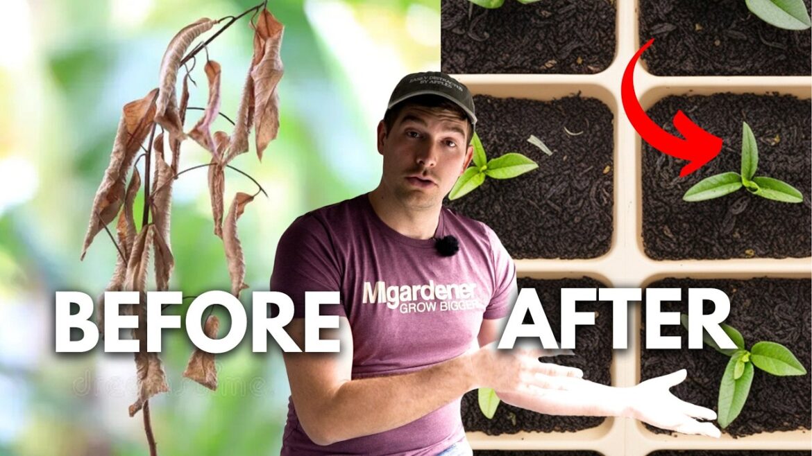 MIgardener: Use THIS Tip To Find The BEST Height For Your Grow Lights! Use THIS Tip To Find The BEST Height For Your Grow Lights!