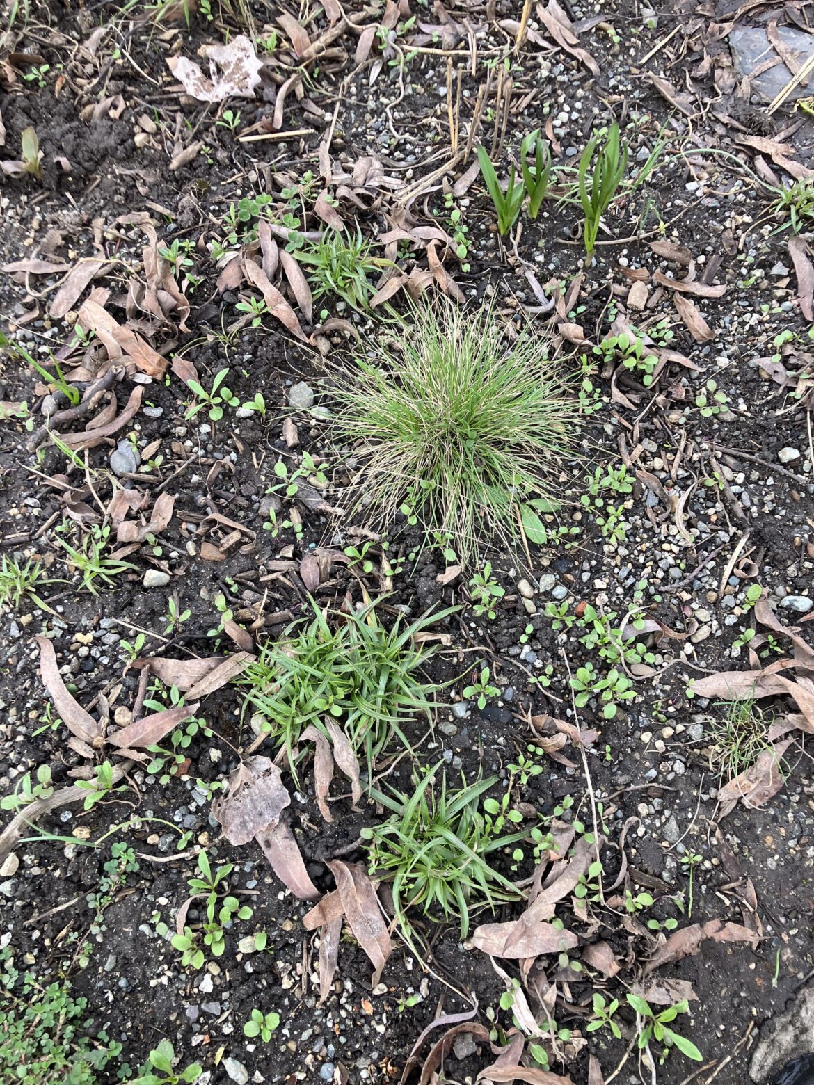 The meadow is waking up