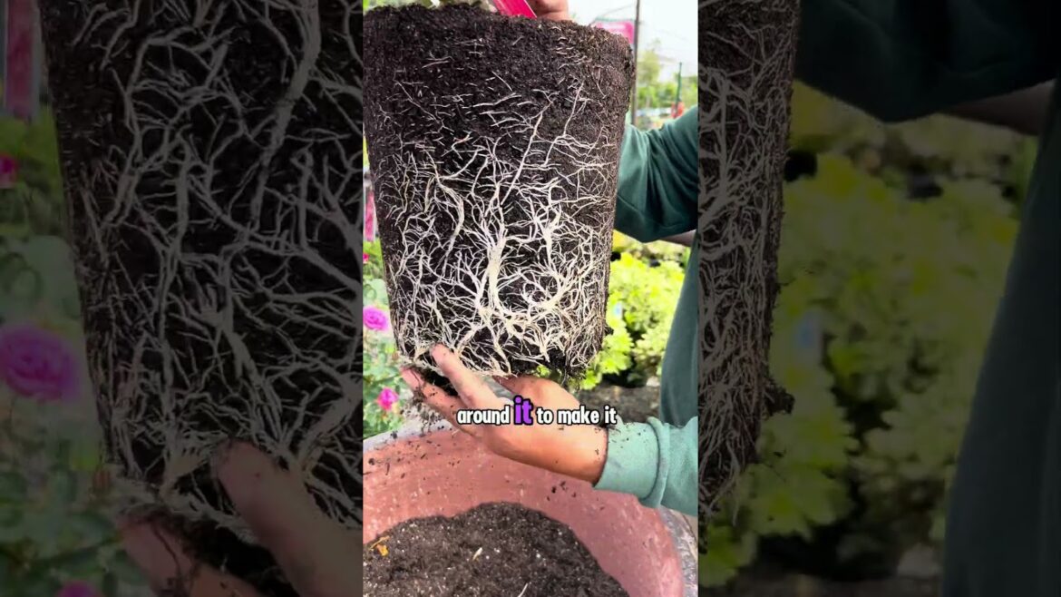 Crazy Garden Hack – Grow Roses in Pots! Crazy Garden Hack - Grow Roses in Pots!