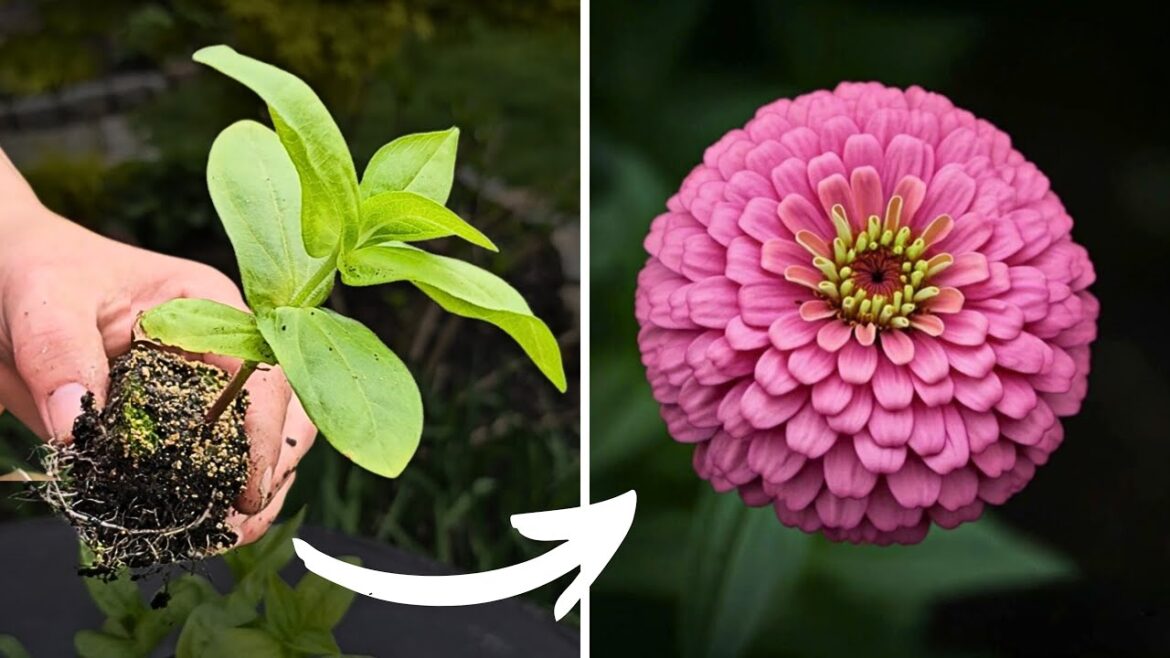 How To Start Seeds With Soil Blockers. Growing Flowers with Results How To Start Seeds With Soil Blockers. Growing Flowers with Results