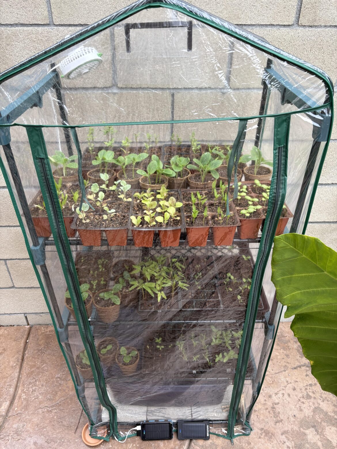 4 Weeks of Greenhouse 4 Weeks of Greenhouse