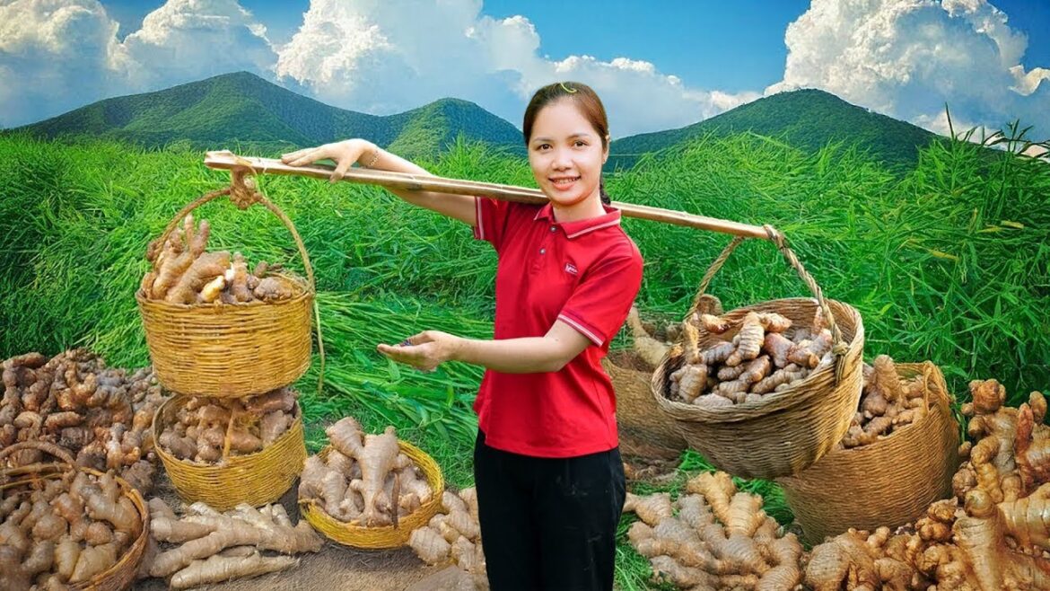 Harvesting 1000+ Giant Turmeric From Front Yard Garden Goes To Market Sell, Geese Farm Care