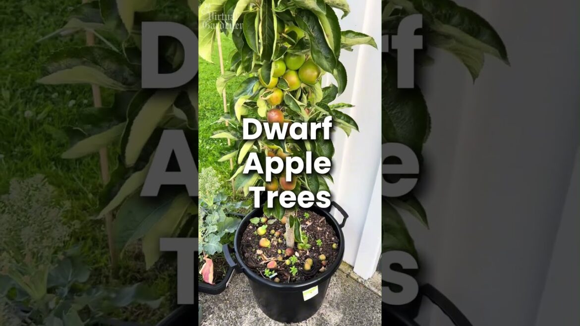 5 Best Dwarf Fruit Trees for Pots – Grow Food on Any Balcony 🍋