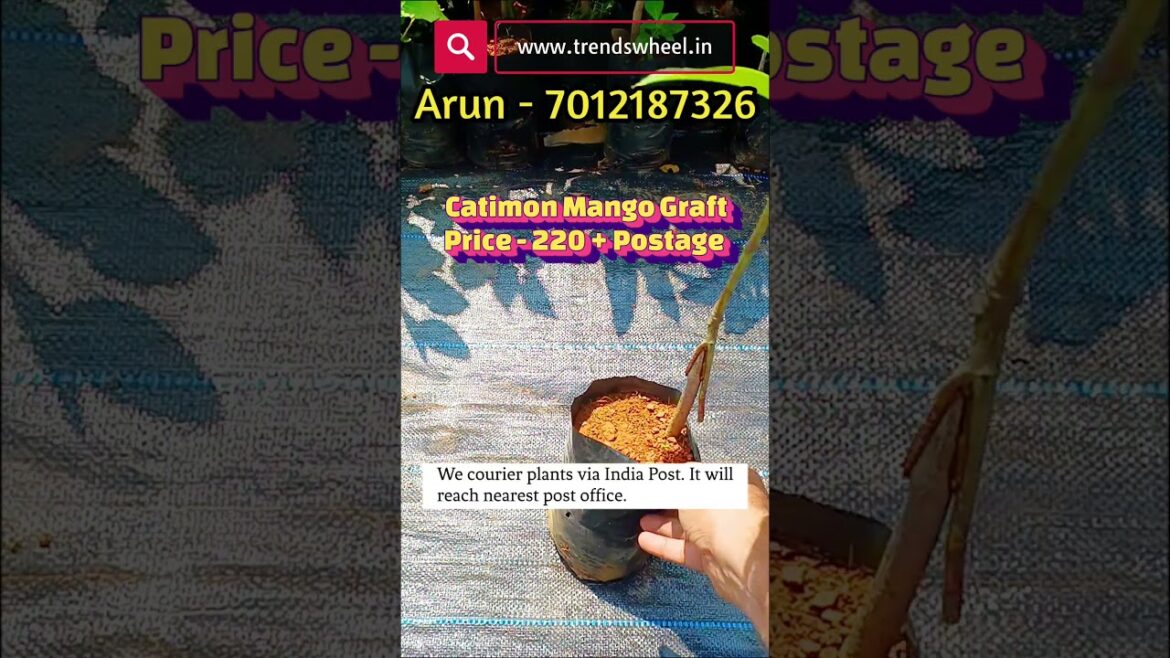 Catimon Mango Grafted Plants Online Trends Wheel #fruitplants #mangoplant #plantsonline Catimon Mango Grafted Plants Online Trends Wheel #fruitplants #mangoplant #plantsonline