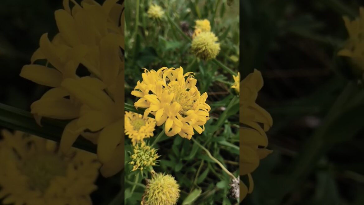 🌱🌼🍀Beautiful Gaillardia Yellow Flower blooming😜😍/#funny #comedy#shorts#trendingshorts#youtubeshorts 🌱🌼🍀Beautiful Gaillardia Yellow Flower blooming😜😍/#funny #comedy#shorts#trendingshorts#youtubeshorts