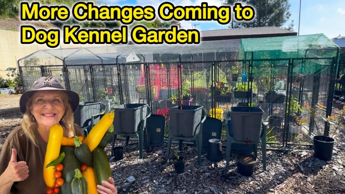 PEST FREE Vegetable Garden Raised Bed Garden in Dog Kennel Totes Buckets Planters & Vertical Growing PEST FREE Vegetable Garden Raised Bed Garden in Dog Kennel Totes Buckets Planters & Vertical Growing