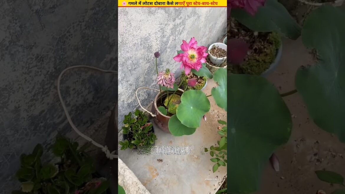 🌸The most reliable method of planting a lotus plant #plants #flowers #roots