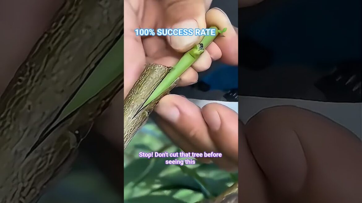Double Your Fruit Harvest With This Grafting Trick! 🌳✨ #plants #grafting