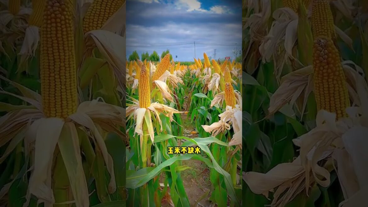 Unveiling the 100-Year-Old's Vegetable Gardening Secrets