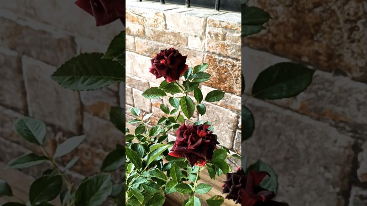 Beutiful blooming dark Red🌹#flowers #homegarden#nature #homegarden#reel #garden #shorts#reels#trends