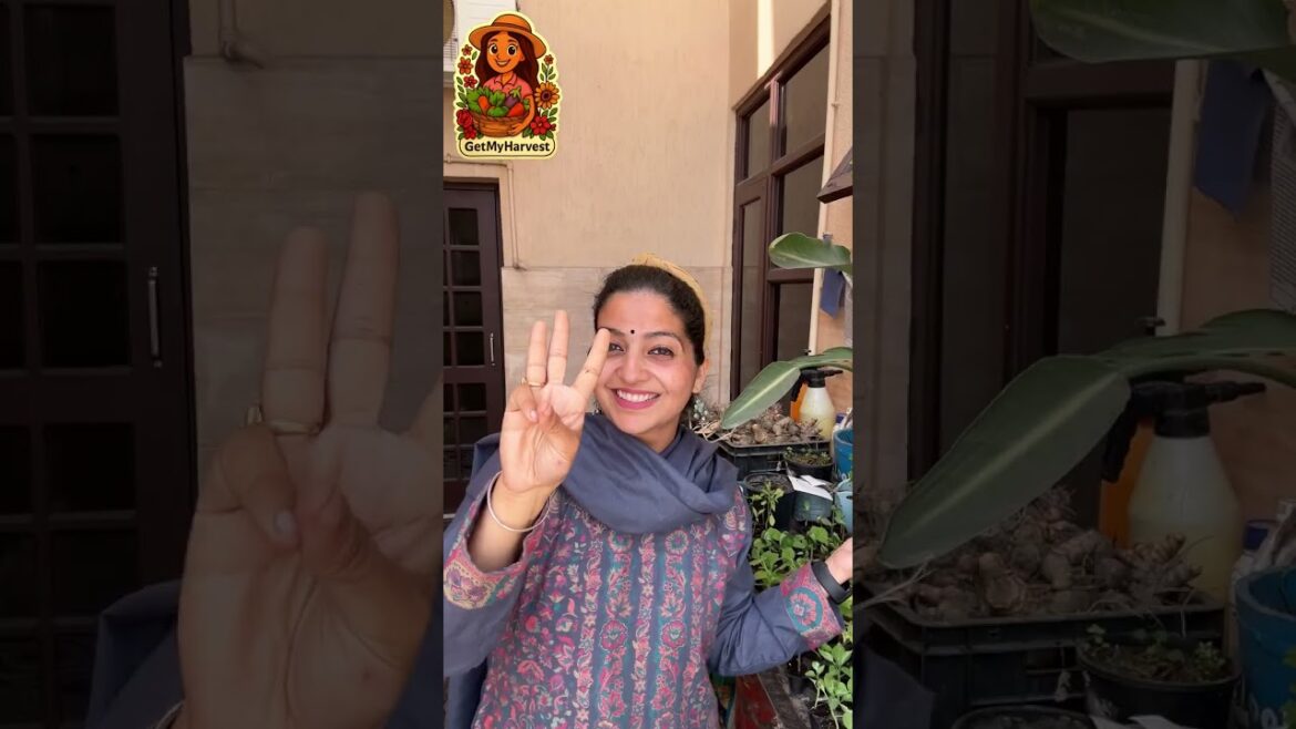 BALCONY GARDEN: GROW 5 BUSHY VEG IN SMALL POTS (FEB & MARCH)! | NO CREEPERS 🚫 BALCONY GARDEN: GROW 5 BUSHY VEG IN SMALL POTS (FEB & MARCH)! | NO CREEPERS 🚫