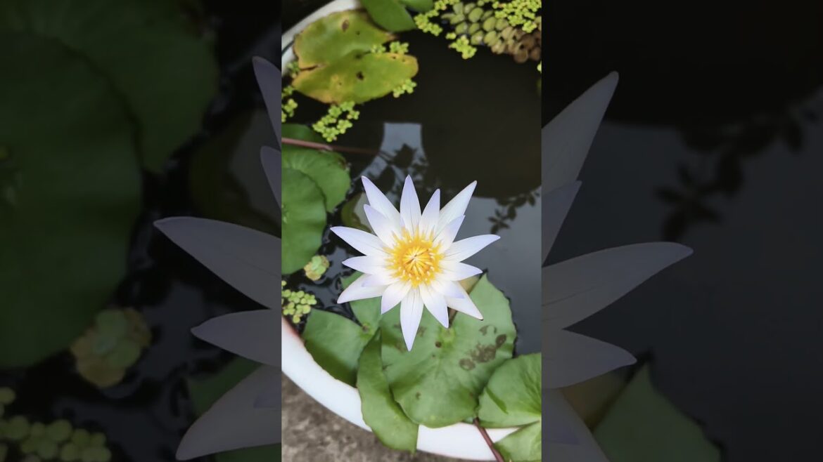 White Water Lily Blooming #nature #gardenphotography #gardenlovers