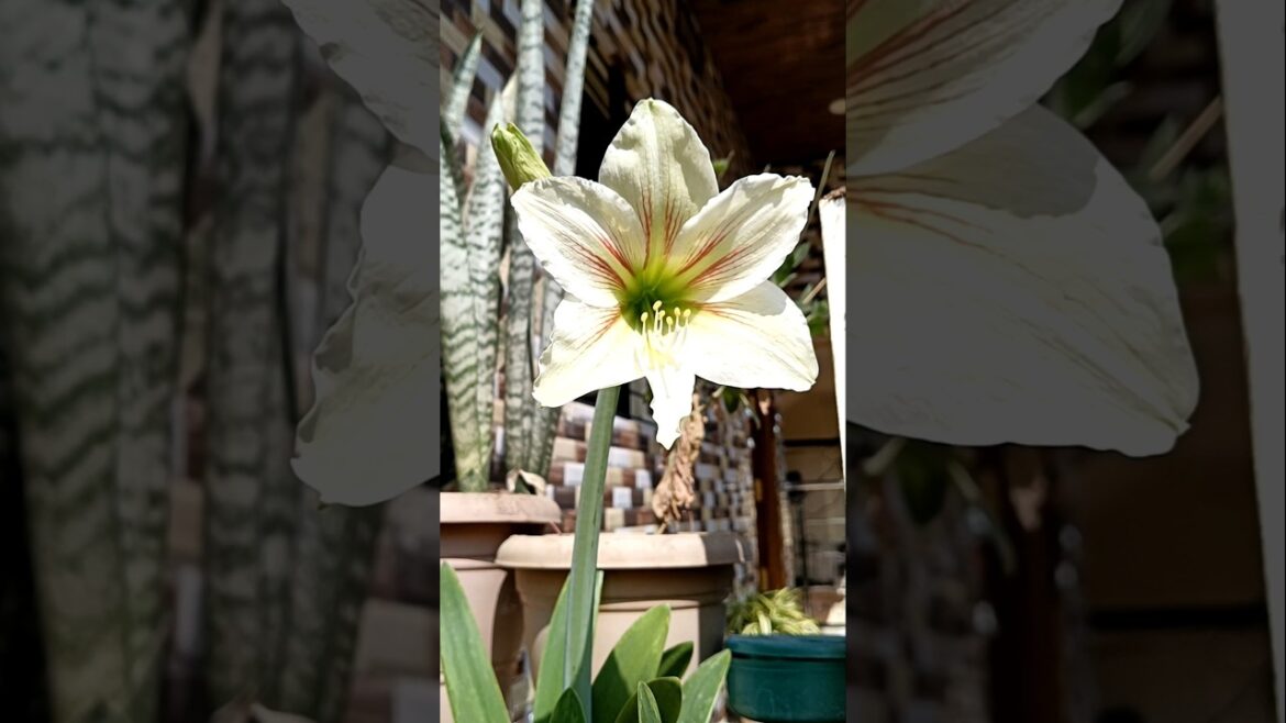 Beutiful blooming flower 🌹#flowers #homegarden#nature #homegarden#reel #garden #shorts#reels#trends Beutiful blooming flower 🌹#flowers #homegarden#nature #homegarden#reel #garden #shorts#reels#trends