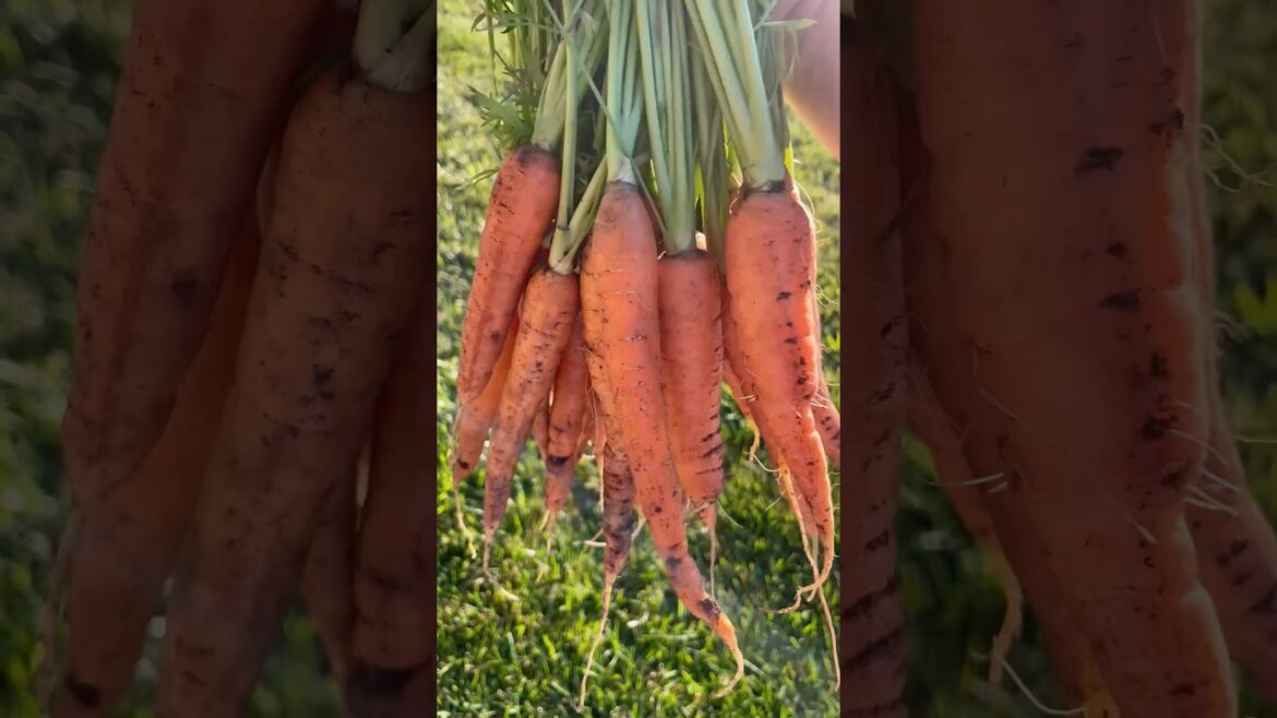 Do THIS To Grow MORE Veggies This Year #gardentips