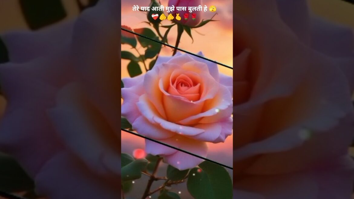 तेरे याद आती हैं 🌹🌹🌹🫵🫵🫵short video🌹🌹#flowers