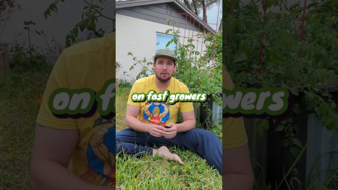 an EASY Florida Spring Vegetable Garden Guide | When, What, Where