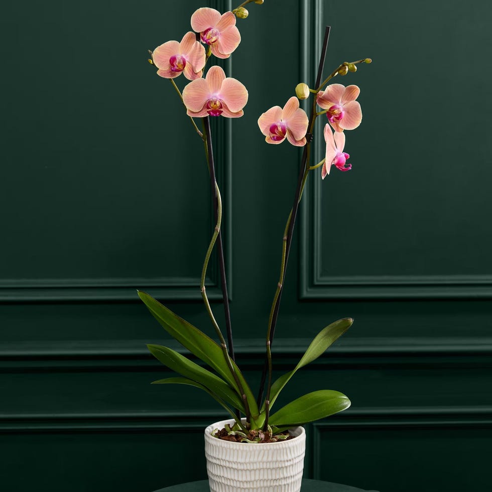 Large Peach Phalaenopsis Orchid in Ceramic Pot