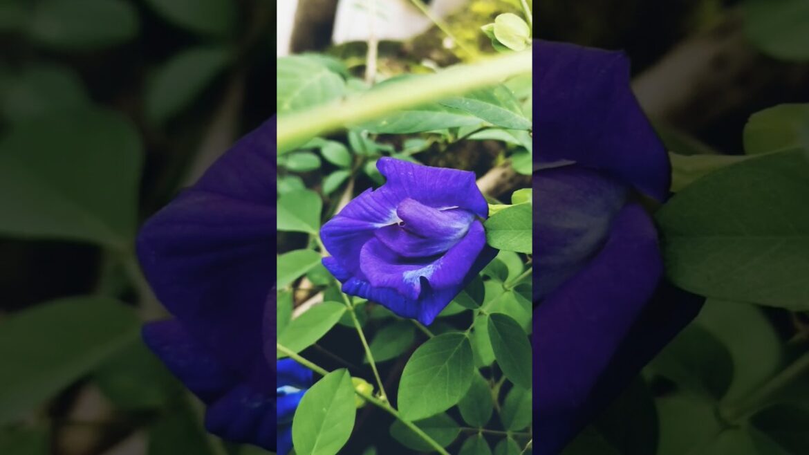 🌱Beautiful Aparajita Flower blooming🌼🍀#flowers #trendingshort#knowledge #shortvideo#shortsfeed