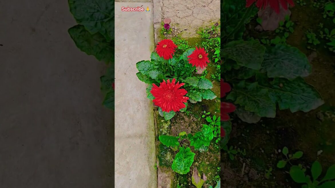 জারবেরা ফুল ফুটেছে #garden #gardening #flowers #nursery #UpdateGardening #chadbagan