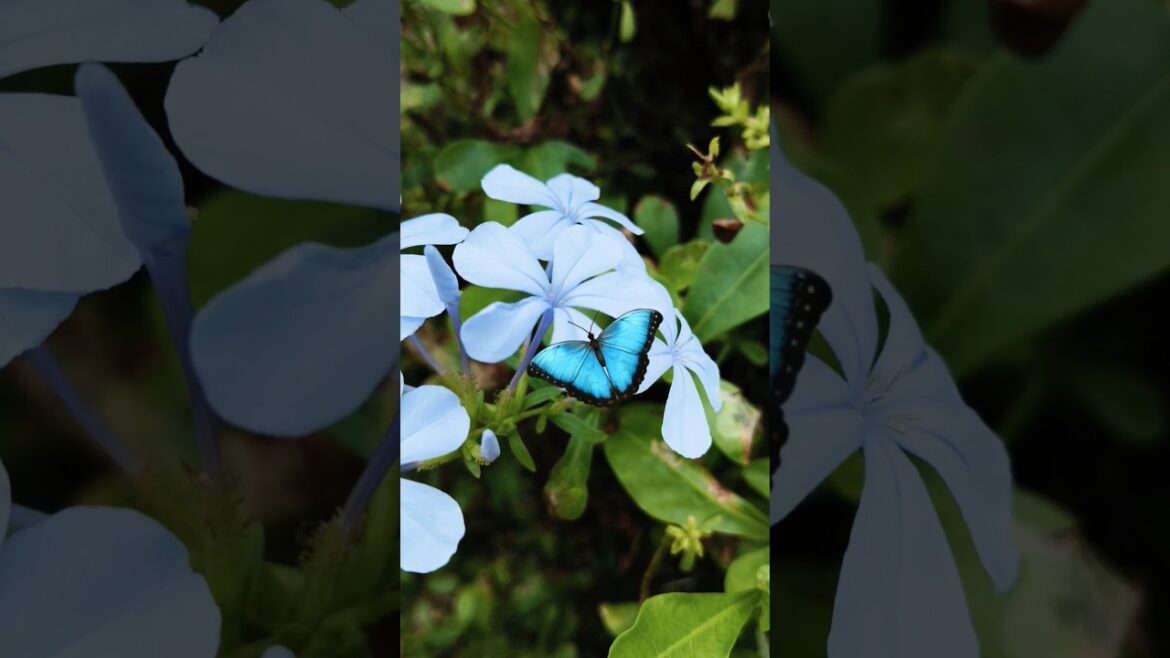 🌸 The Stunning Beauty of Leadwort Flowers | A Hidden Garden Gem You Must See! 🌿