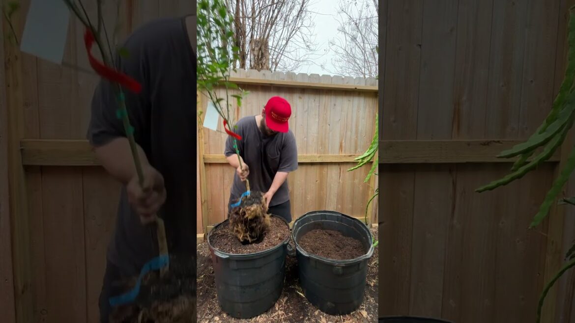 Grow Your Citrus Trees In Containers!