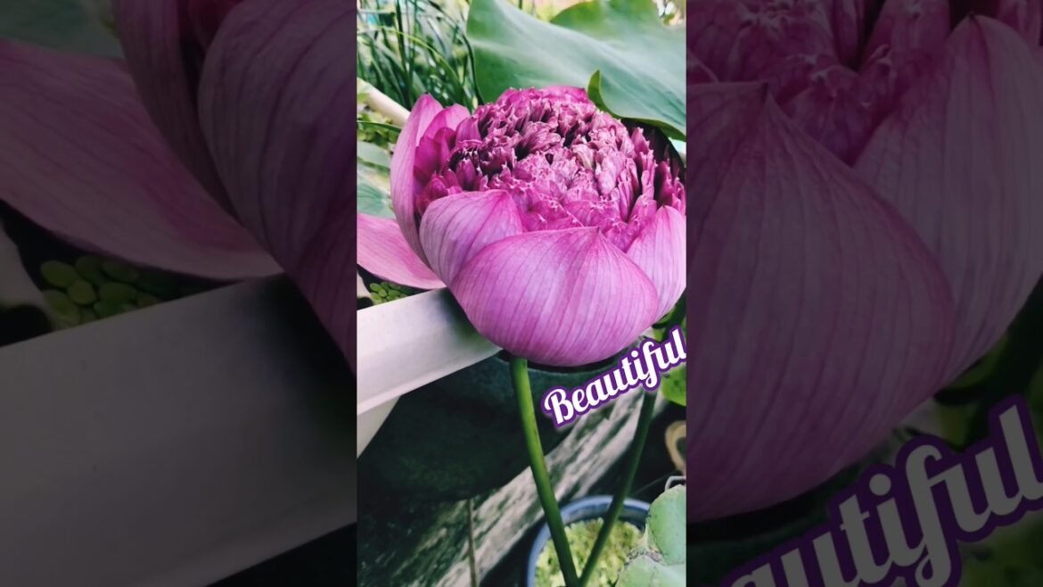 Blooming Beautiful Lotus flower#Outdoor home gardening#Flowers#trendingshorts #youtubeshorts#shorts Blooming Beautiful Lotus flower#Outdoor home gardening#Flowers#trendingshorts #youtubeshorts#shorts