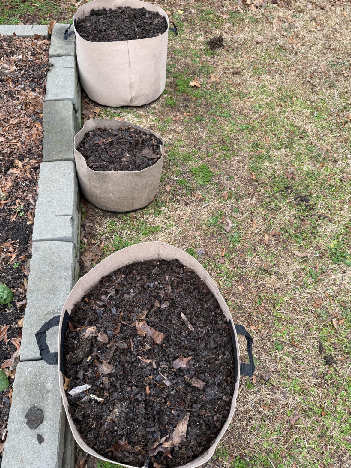 Planting potatoes w/coming rains