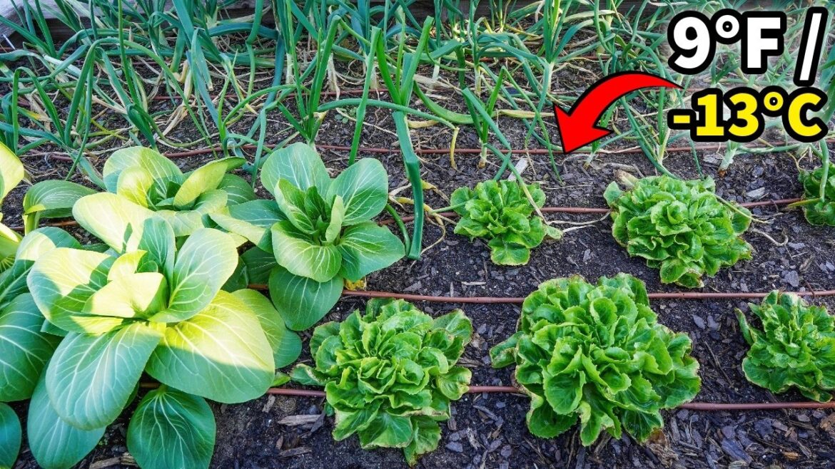 Record Breaking Freeze Reveals SHOCKING Findings! Record Breaking Freeze Reveals SHOCKING Findings!