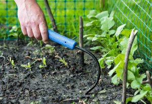 The Best Lawn Care Product Option Weeder
