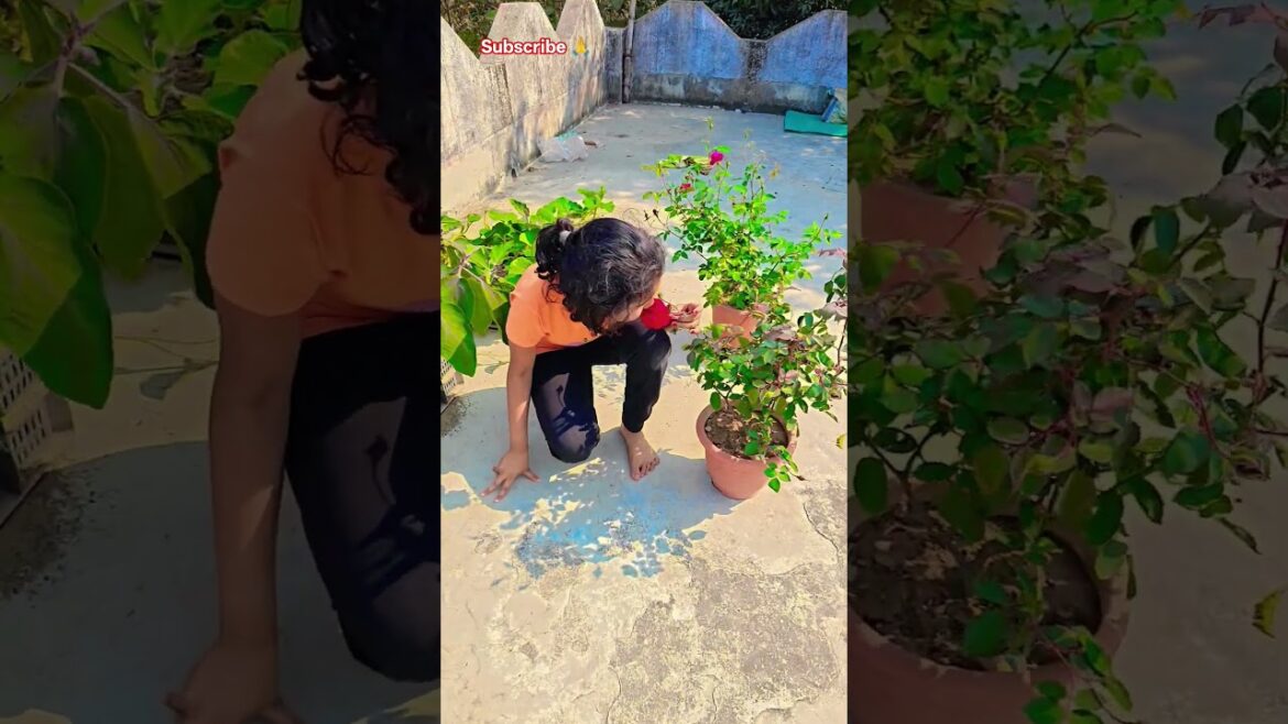 গোলাপ ফুলের কত সুন্দর গন্ধ #garden #gardening #flowers #nursery #UpdateGardening #chadbagan