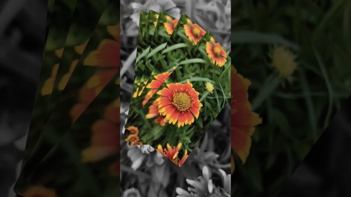 “Blanket Flowers blooming#homegardening Transform” #trendingshorts #shortsfeed#youtubeshorts “Blanket Flowers blooming#homegardening Transform” #trendingshorts #shortsfeed#youtubeshorts