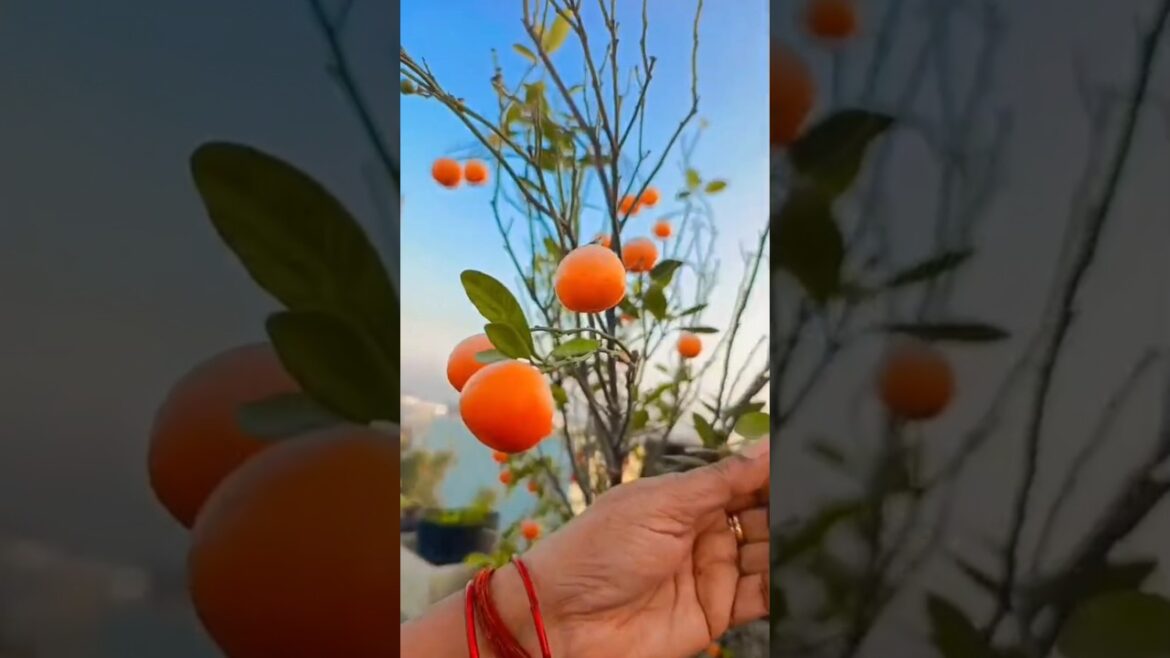 🫜🫑🌶️🧅🥬#shortvideo #gardening #garden #organicfarming #shorts #short #harvest @OrganicTGarden