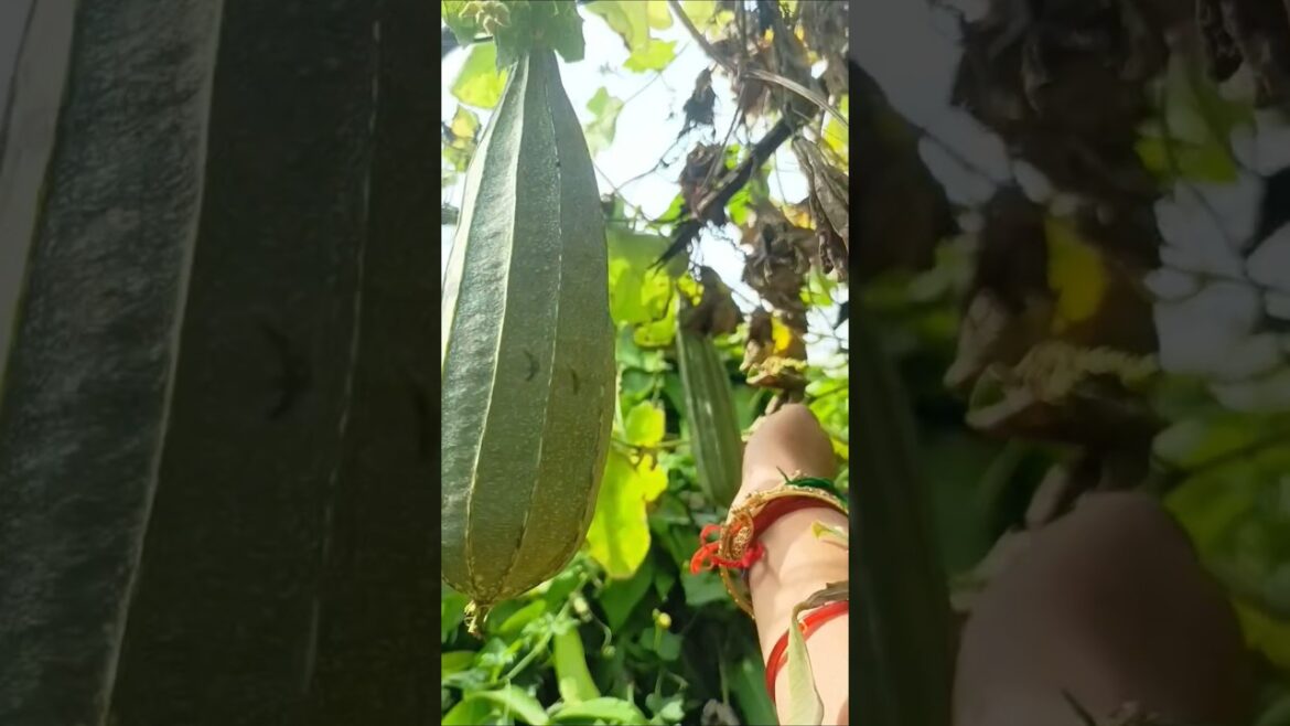 "Terrace garden videos"🦜@ChilukaPachaniVanam #vegetables#ridgedgourd#terracegardenindia#gardener