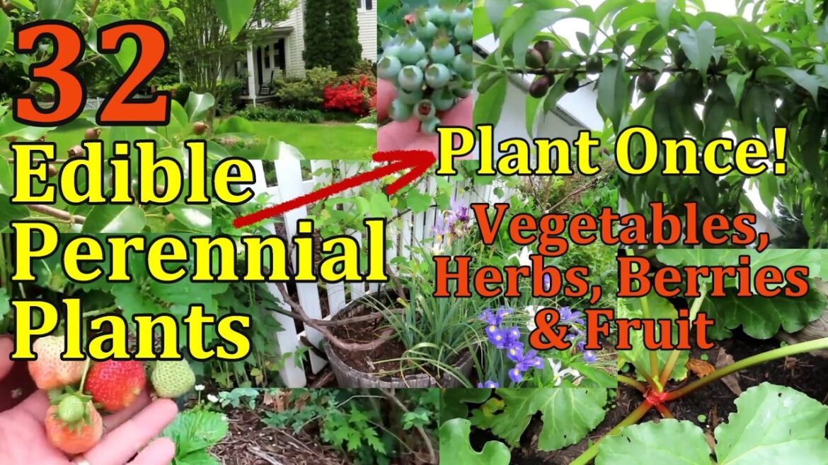Gary Pilarchik: 32 Edible Garden Plants to Plant Once & Enjoy For Years (Food That Grows Back Every Year) 32 Edible Garden Plants to Plant Once & Enjoy For Years (Food That Grows Back Every Year)