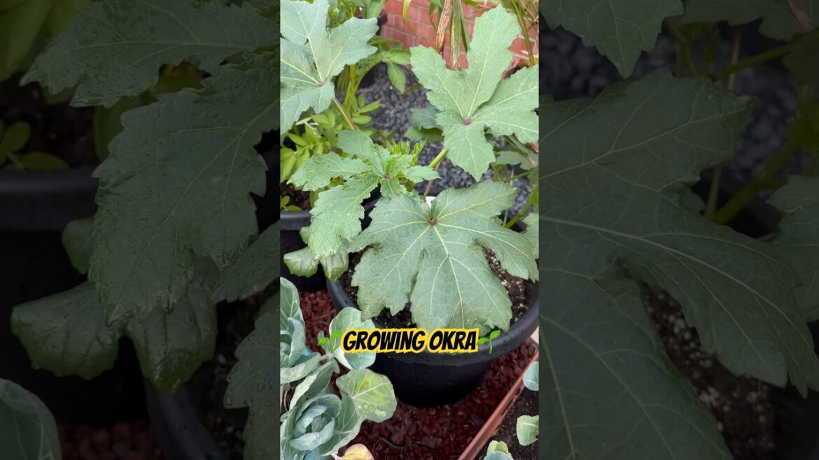 Growing Okra in Containers #shorts #garden #food
