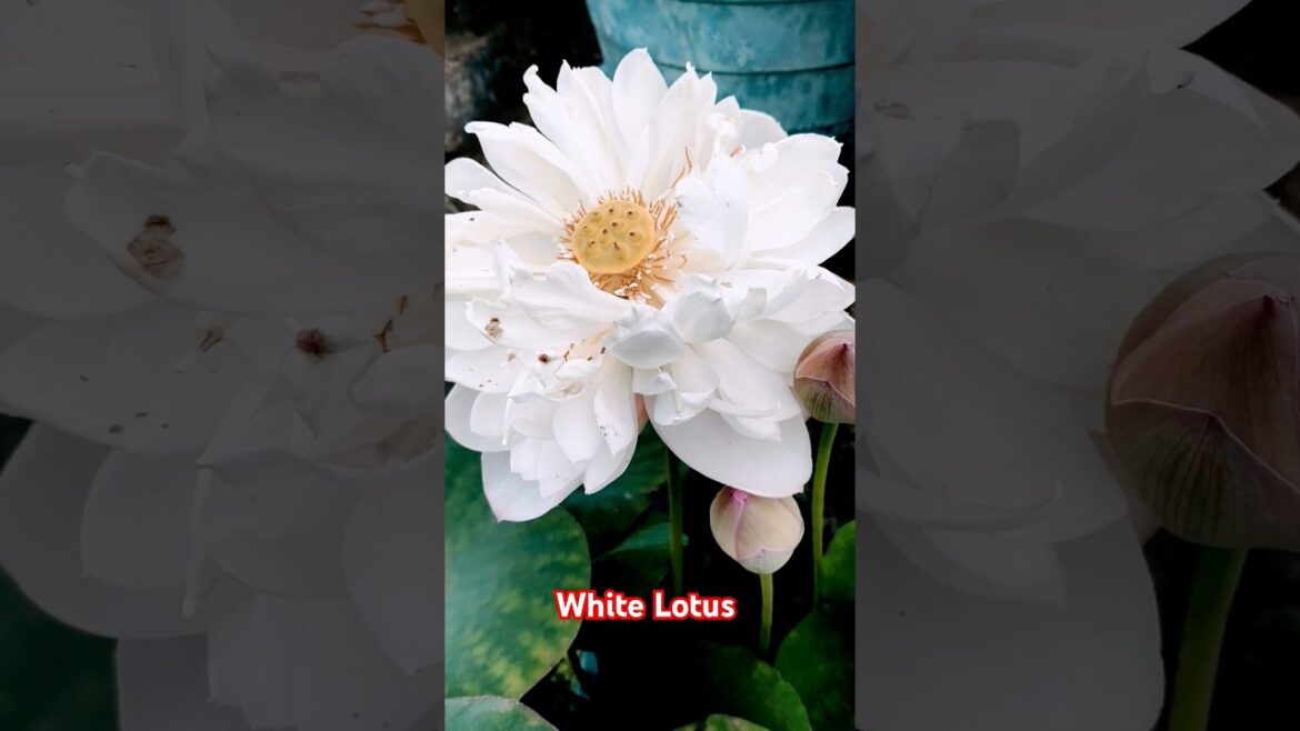 White Lotus Blooming#home garden#shorts #youtubeshorts #trendingshorts #trending#flower
