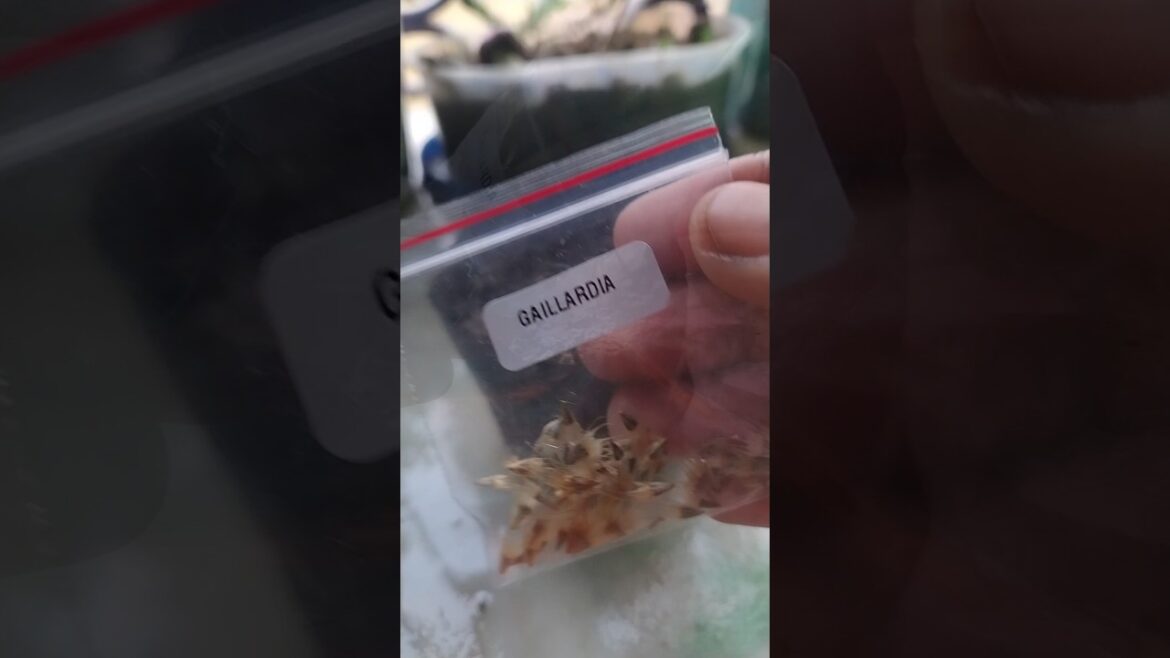 Meesho summer flower seeds 🌱:day 12 , gaillardia flower. Meesho summer flower seeds 🌱:day 12 , gaillardia flower.