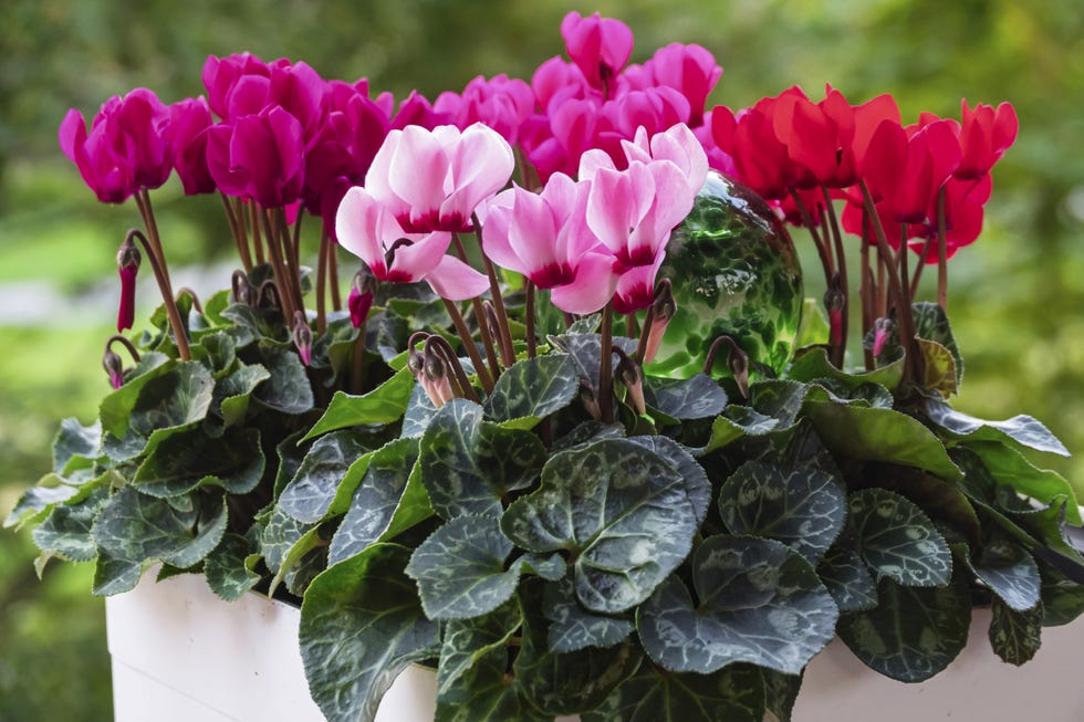 Ivy leaf or Neapolitan cyclamen (Cyclamen hederifolium), Münsterland, North Rhine-Westphalia, Germany