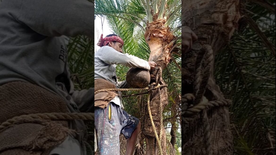 Natural Date Palm Sap Harvest #shorts