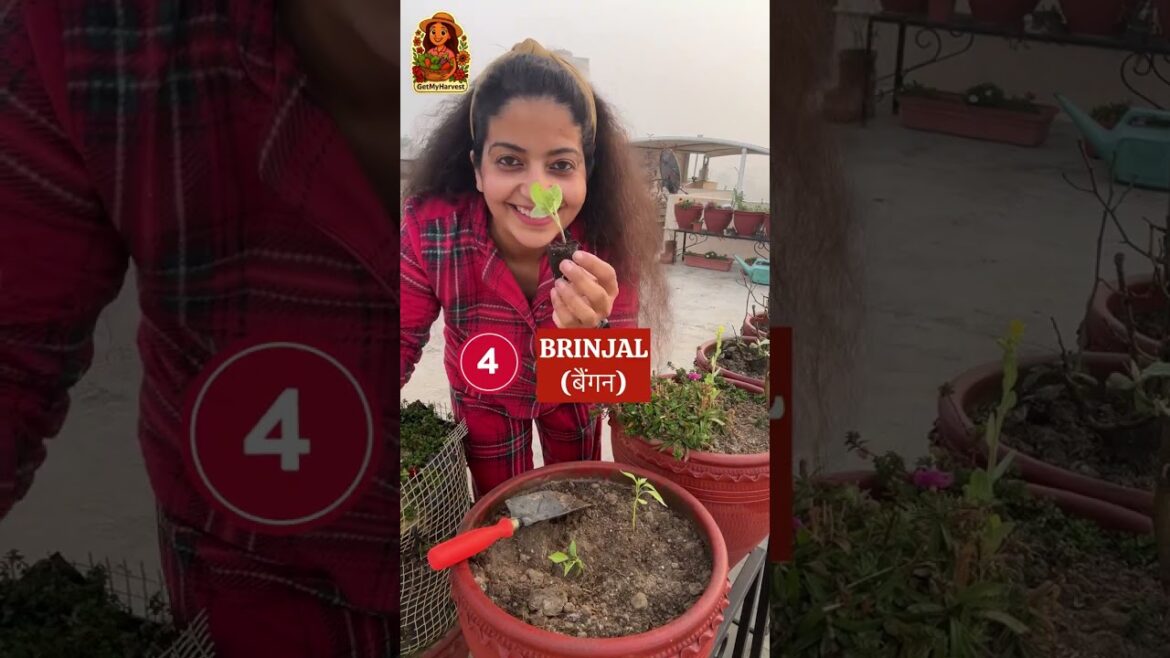 TOP 5 Summer Vegetables for Small Pots (Feb-March) 🇮🇳 🪴