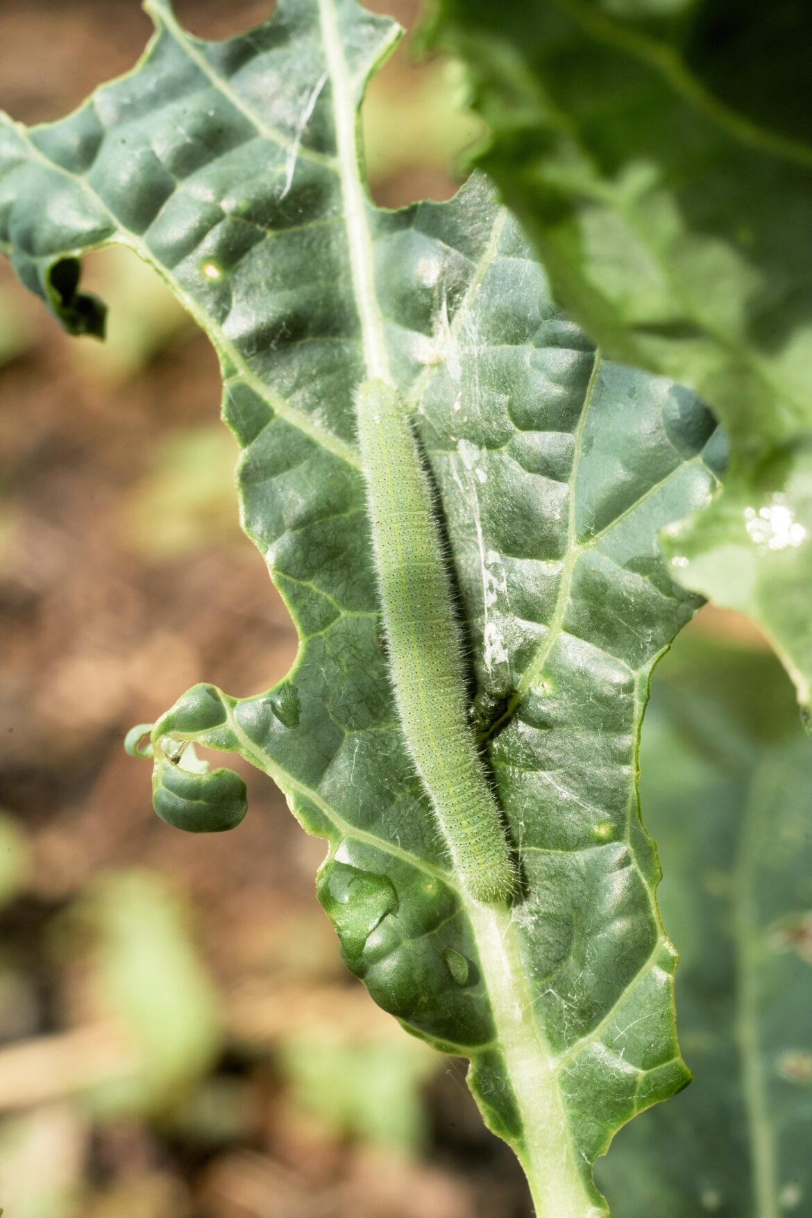 Cabbage worms