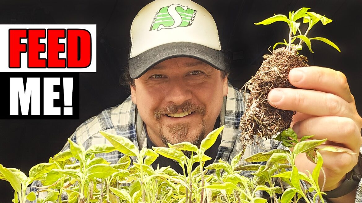 Feeding Young Pepper Plants – Garden Quickie Episode 278 Feeding Young Pepper Plants - Garden Quickie Episode 278