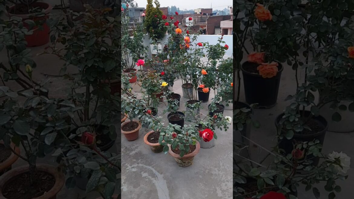 Rose plants, Rose varieties, garden #flowers #gardening #viralshort