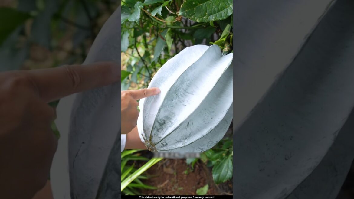 The seeds of this pumpkin are called Green Gold 🤔l #pumpkin The seeds of this pumpkin are called Green Gold 🤔l #pumpkin