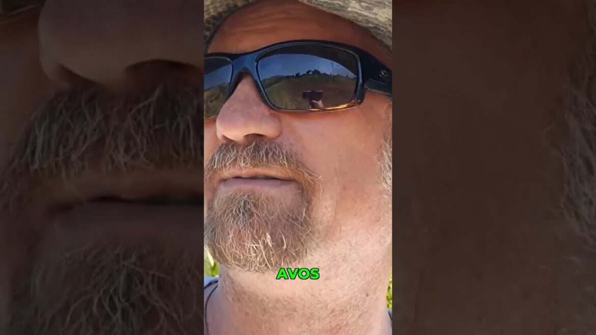 Working Hard Starting a New Avocado Project! Working Hard Starting a New Avocado Project!