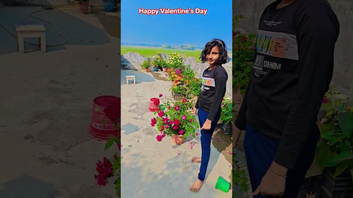 আজকের স্পেশাল দিনে সকলের জন্য গোলাপ #garden #gardening #flowers #nursery #UpdateGardening #chadbagan