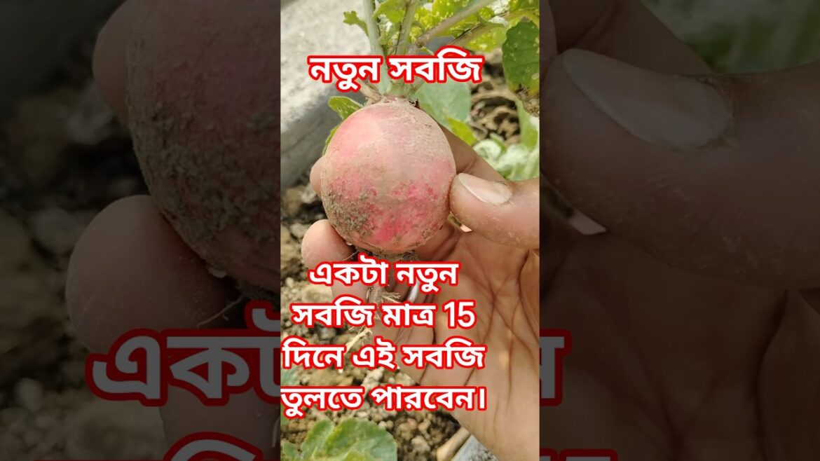 লাল গোল মুলো চাষ করার সঠিক পদ্ধতি । #gardening #terracegarden#garden #farming #shorts